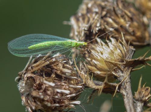 Chrysoperla sp.
