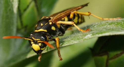 Réf. 131 072 : Polistes dominula