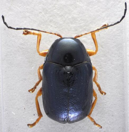 Cryptocephalus nitidus