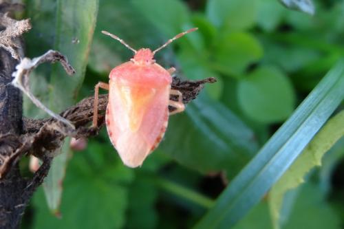 Dolycoris baccarum