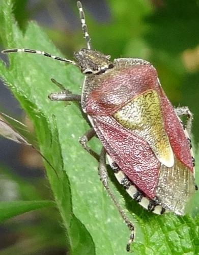 Dolycoris baccarum