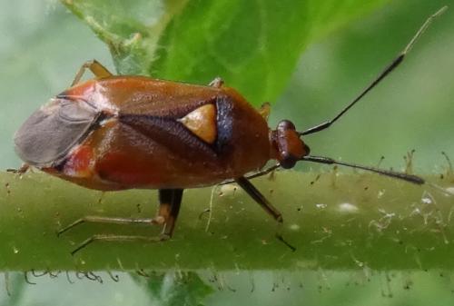 Deraeocoris ruber
