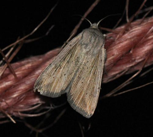 Réf. 132 948 : Mythimna riparia