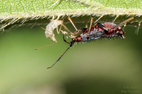 Deraeocoris ruber