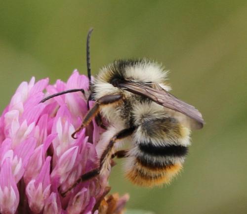 Réf. 133 181 : Bombus sylvarum