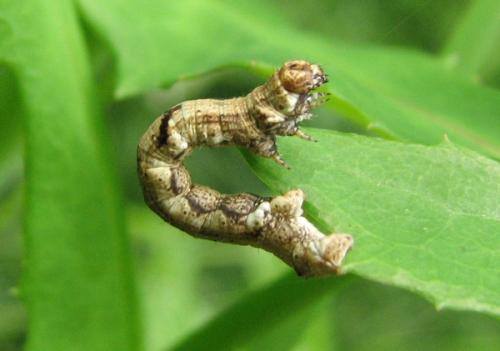 Réf. 133 782 : Ectropis crepuscularia