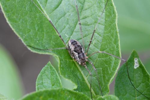 Réf. 133 984 : Phalangium opilio