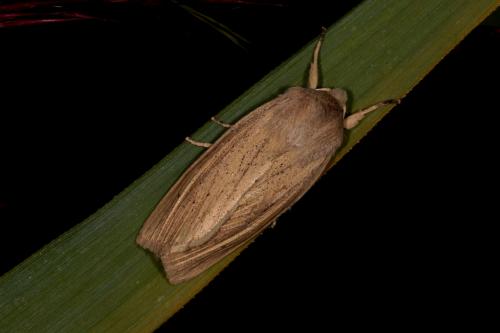 Réf. 133 642 : Rhizedra lutosa
