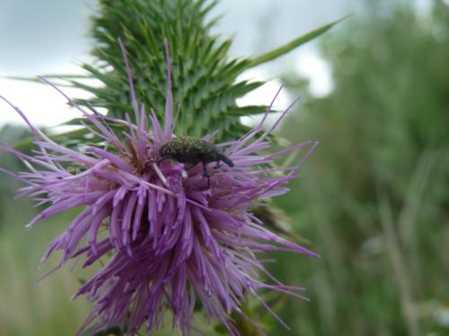 Réf. 133 040 : Larinus turbinatus