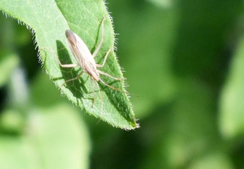 Réf. 134 117 : Stenodema sp.