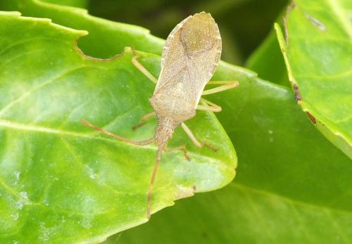 Réf. 134 400 : Gonocerus acuteangulatus