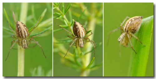 Réf. 134 055 : Oxyopes lineatus