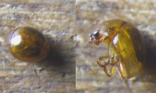 Agathidium seminulum