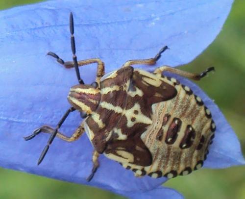 Carpocoris purpureipennis