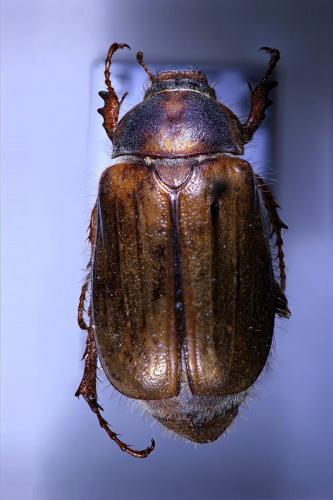 Réf. 135 403 : Amphimallon sp.