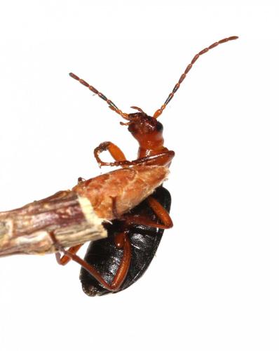 Brachinus crepitans