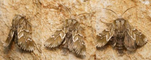Réf. 135 238 : Oxicesta sp.