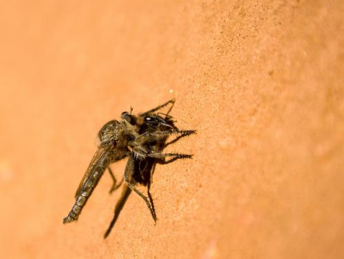 Réf. 136 552 : Machimus sp.