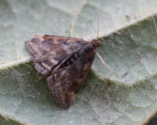 Réf. 136 665 : Pyrausta despicata