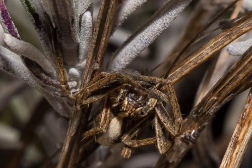 Réf. 137 702 : Pisaura mirabilis