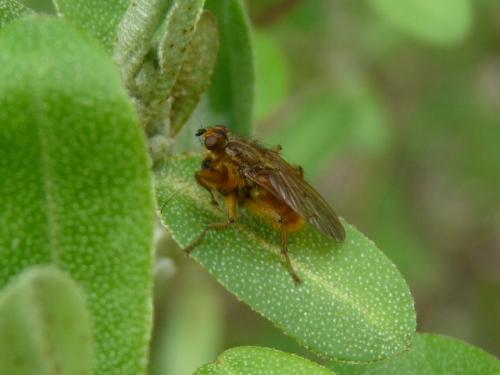 Réf. 137 770 : Scathophaga stercoraria