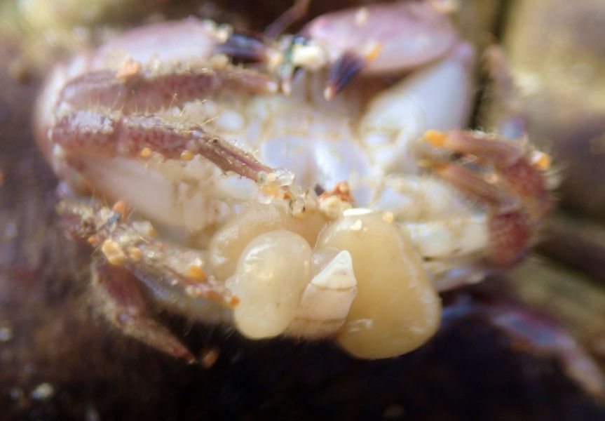 Vincent VALLI - Sacculina triangularis - réf. 137290 (863 x 600 pixels, 66 ko)