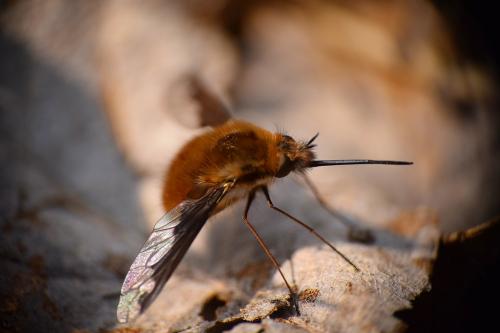 Réf. 138 099 : Bombylius major