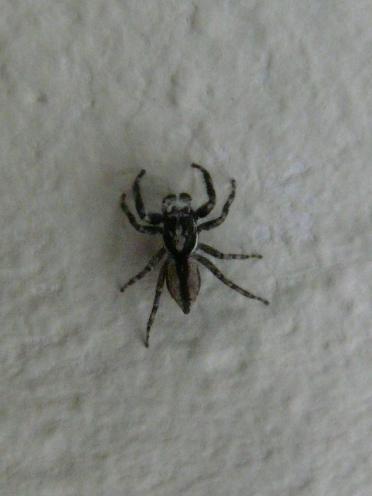 Réf. 139 140 : Menemerus bivittatus