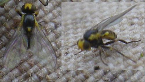 Réf. 139 540 : Liriomyza sp.