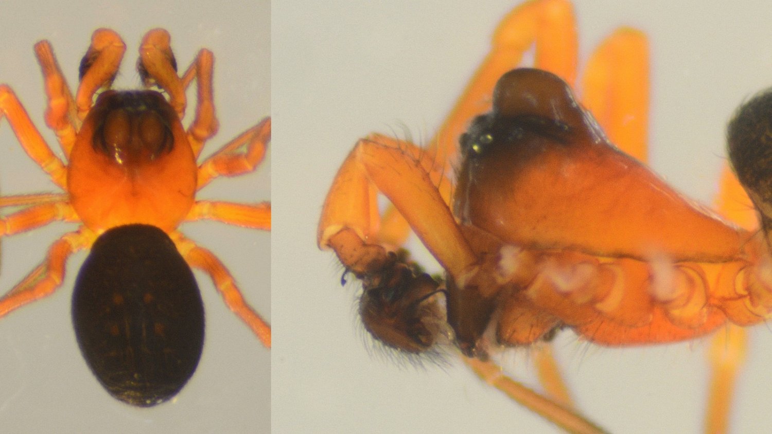 roy - Hypomma bituberculatum - réf. 139197 (1500 x 844 pixels, 154 ko)