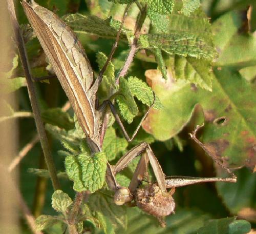 Réf. 14 550 : Mantis religiosa
