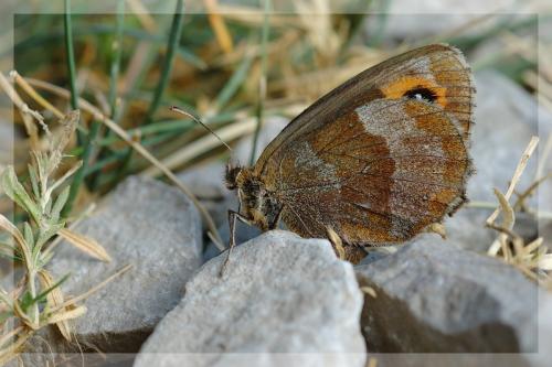 Réf. 14 599 : Erebia aethiops