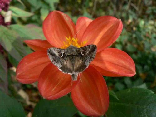 Réf. 14 879 : Autographa gamma