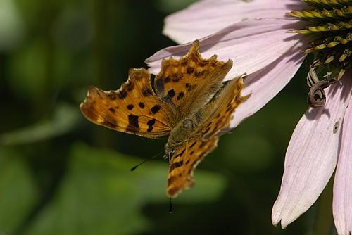 Polygonia c-album