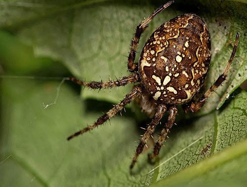 Réf. 14 300 : Araneus diadematus