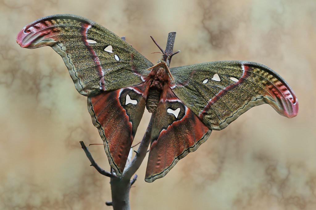 Michel Guttin - Attacus crameri caesar - réf. 14088 (1024 x 681 pixels, 142 ko)
