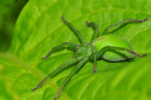 Réf. 140 301 : Micrommata ligurina