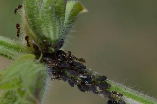 Réf. 140 307 : Lasius sp.