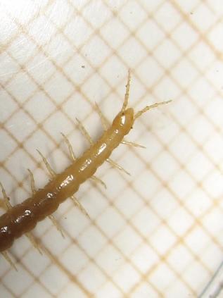 Réf. 140 590 : Geophilus flavus