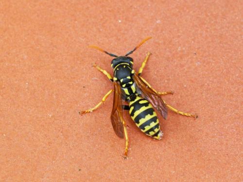 Réf. 140 607 : Polistes dominula
