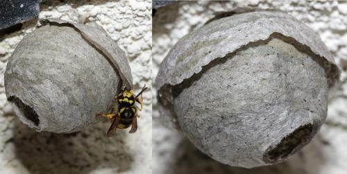Réf. 141 178 : Vespula germanica