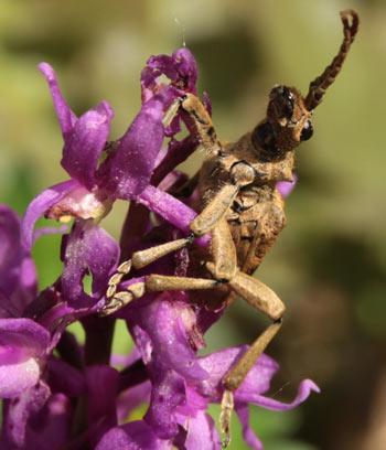 Réf. 141 042 : Rhagium sycophanta