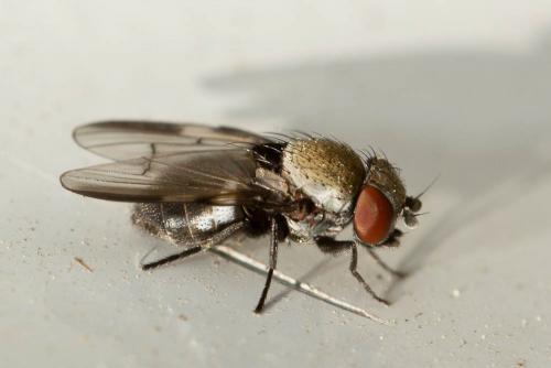 Réf. 141 435 : Milichia speciosa