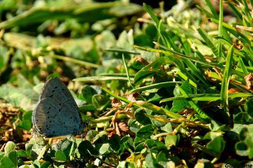 Celastrina argiolus