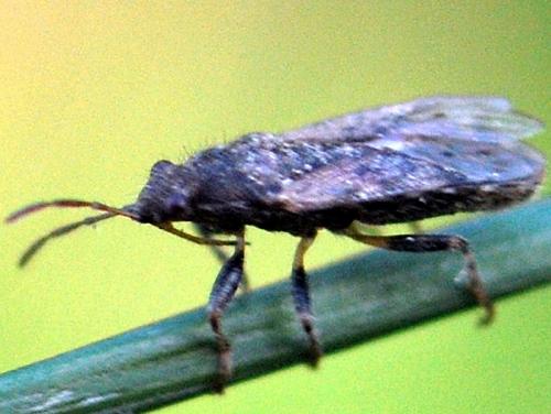 Réf. 142 870 : Heterogaster urticae