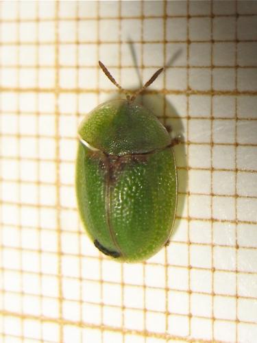 Réf. 142 854 : Cassida sp.