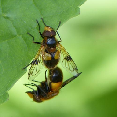 Réf. 142 436 : Volucella inflata