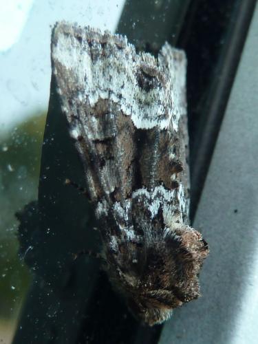 Réf. 142 307 : Oligia sp.