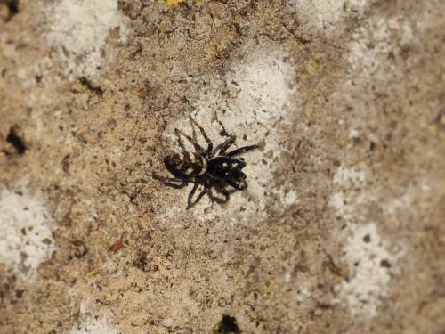 Salticus scenicus