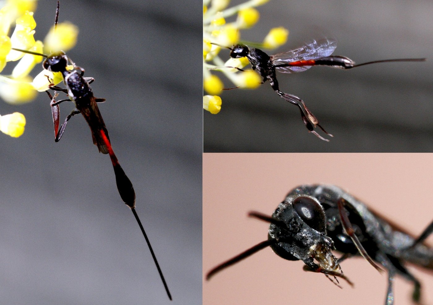 Bernard Mallet - Gasteruption merceti - réf. 142996 (1400 x 987 pixels, 203 ko)